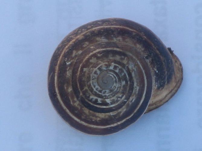Eobania vermiculata (O.F. Mller, 1774)  - Bari